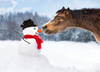 Postkarte Pony mit Schneemann