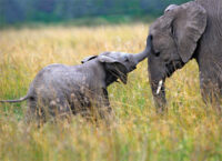 Postkarte Elefantenkuh mit Elefantenbaby